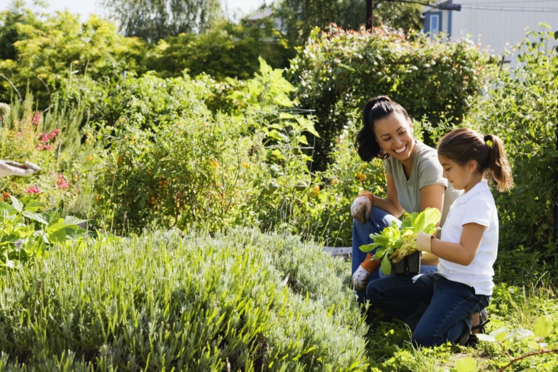 Eine Mutter und ihre Tochter bepflanzen ein Beet im Garten. 