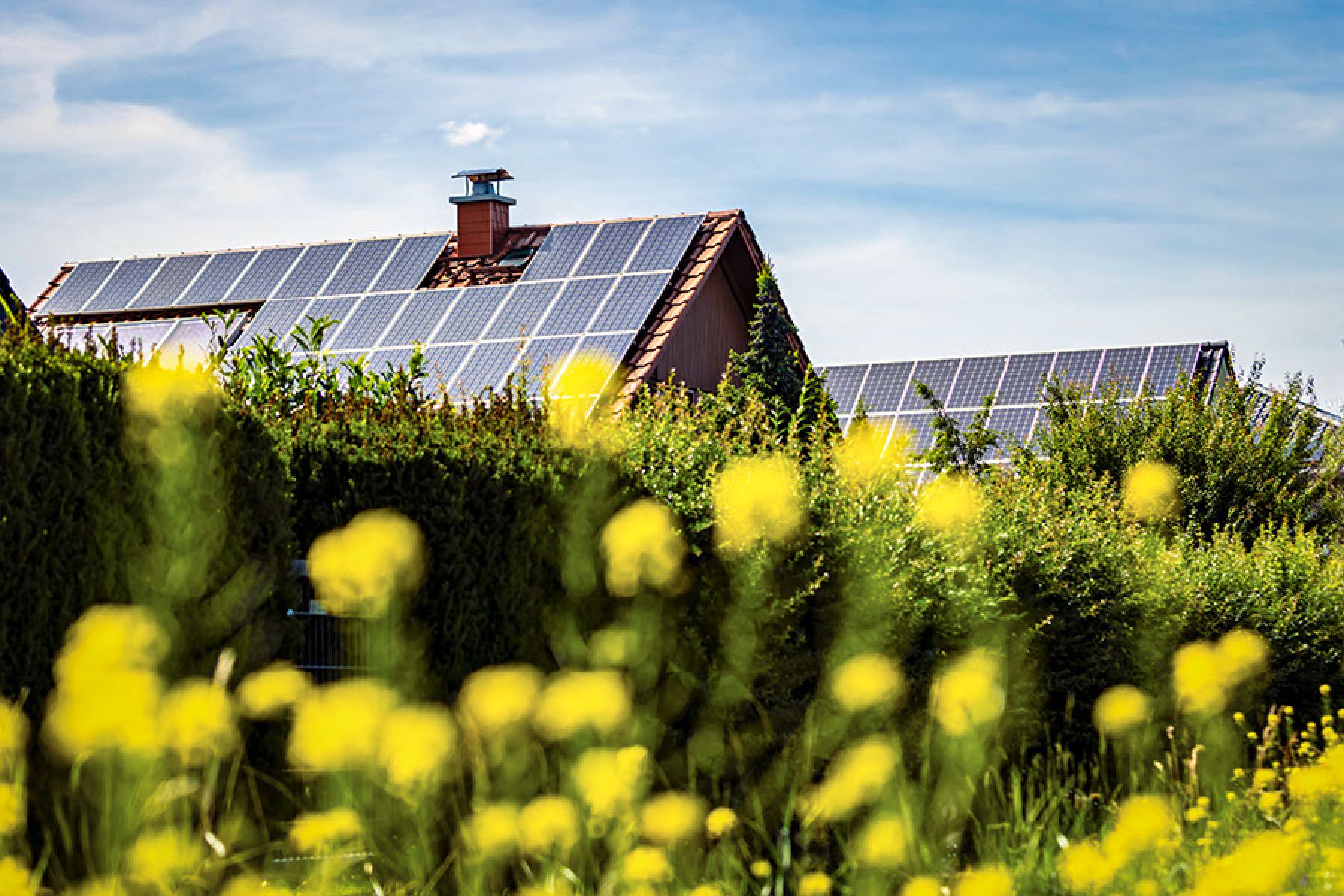 Hinter einer Blumenwiese stehen mehrere Häuser mit Solarzellen auf den Dächern.