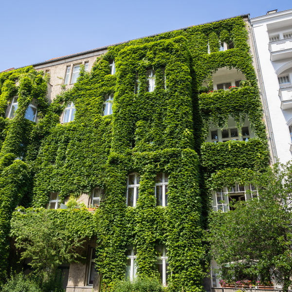 Begrünte Altbaufassade für resiliente Städte